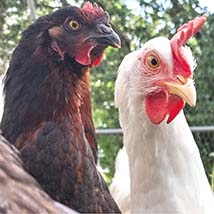 two chickens looking at the camera